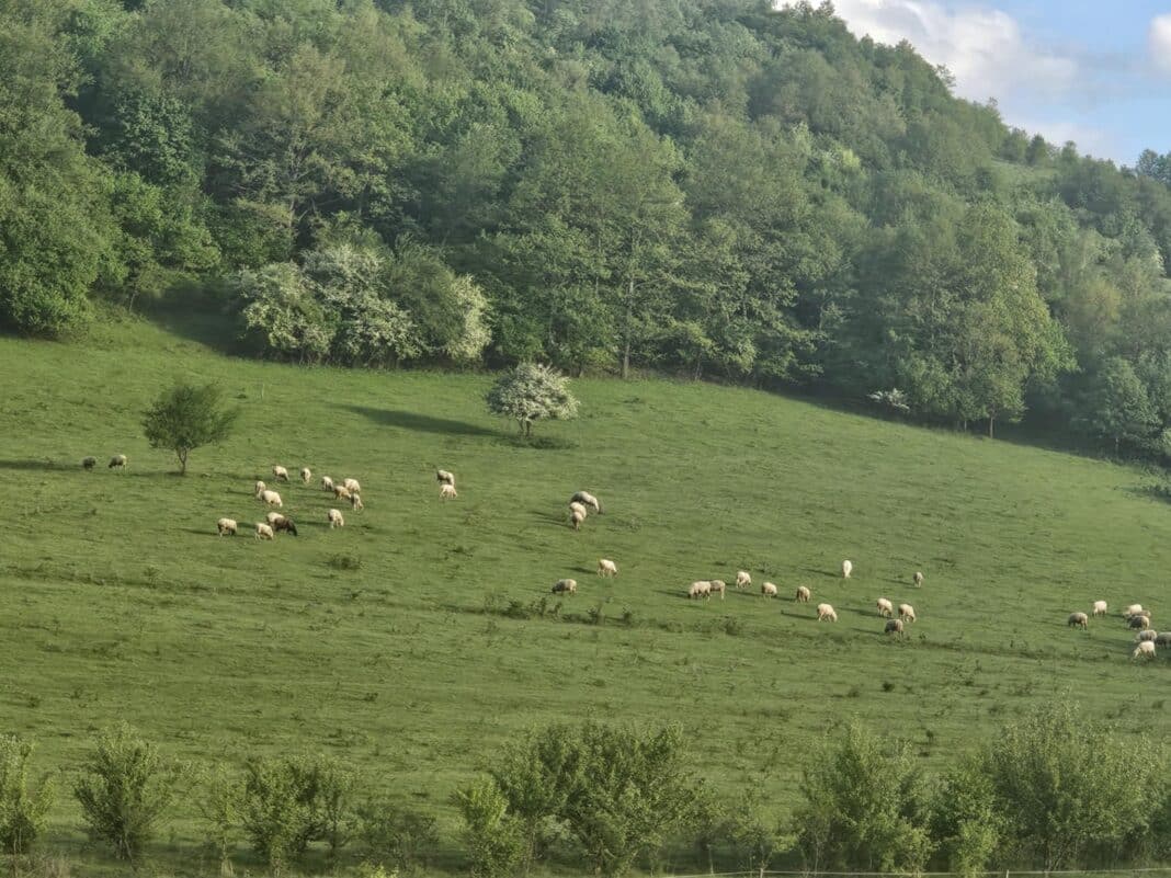 Спряха незаконен превоз на овце от Гърция на границата при Маказа