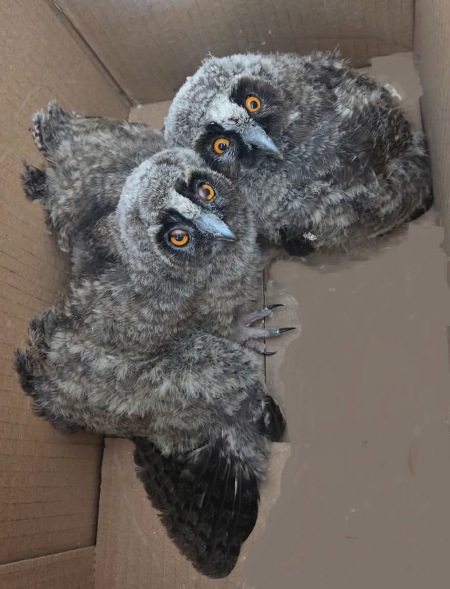 Спасиха две малки ушати сови в Асеновград