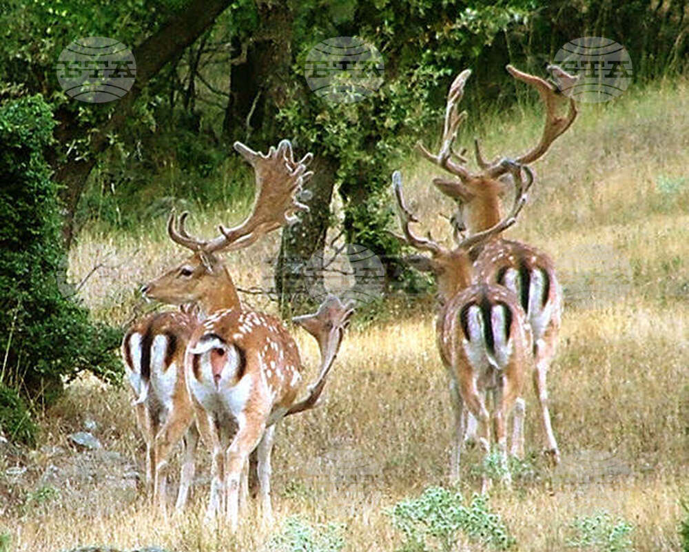Задържаха двама след бракониерски отстрел на благороден елен край ДЛС „Воден – Ири Хисар“