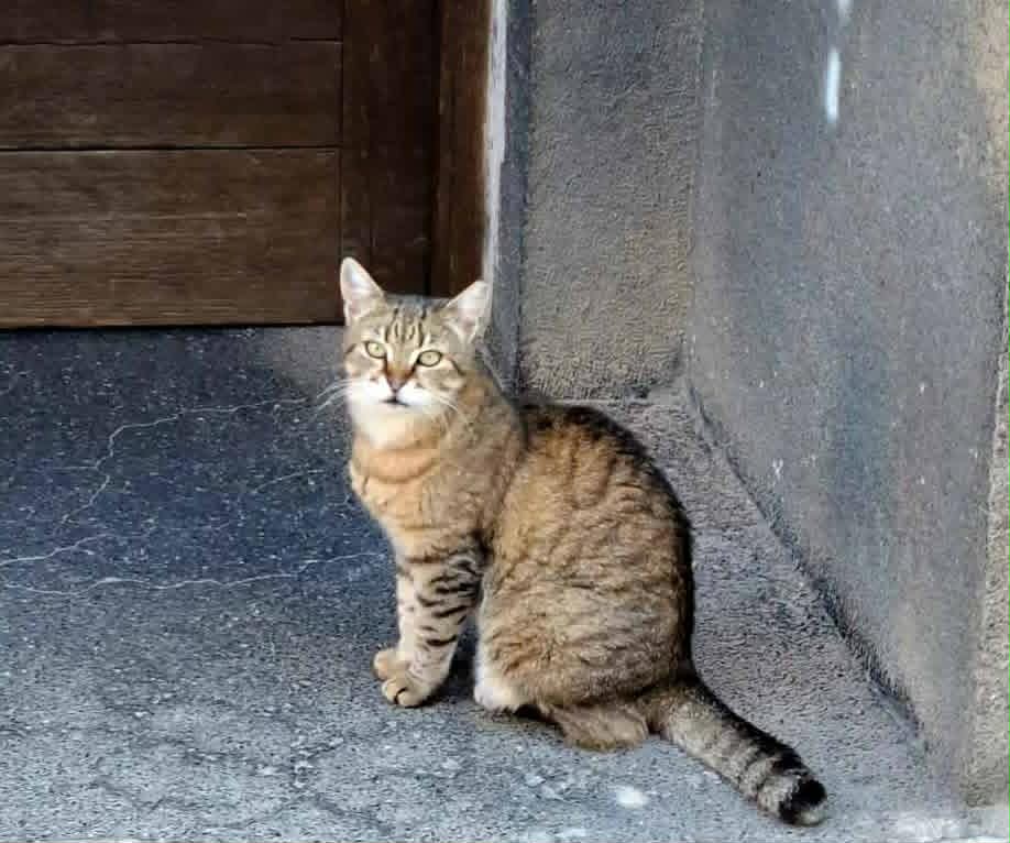 Днес отбелязваме Международния ден на котката